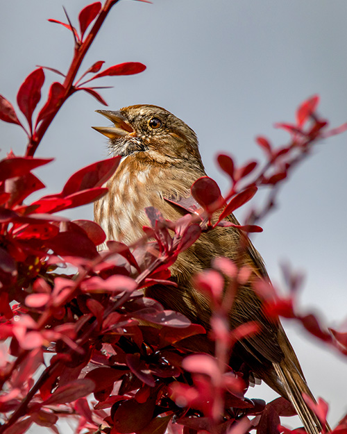 Song Sparrow