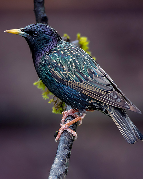 European Starling