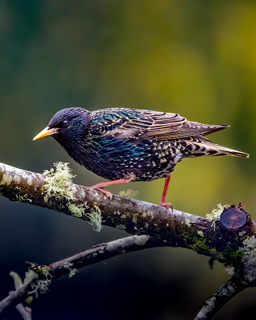 European Starling