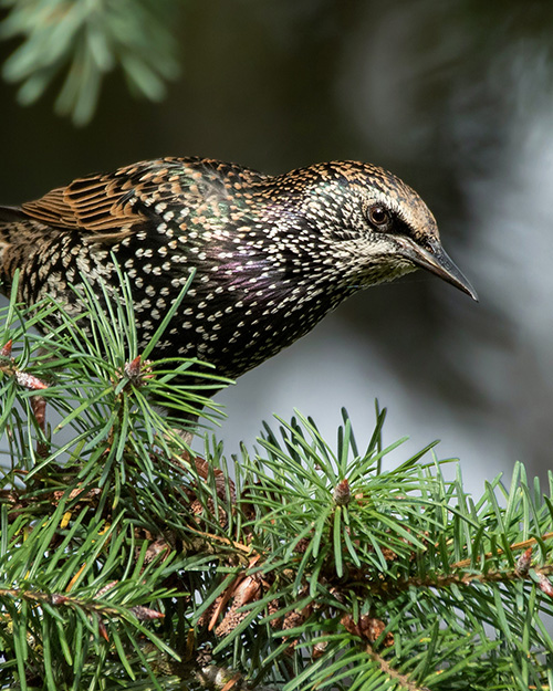 European Starling