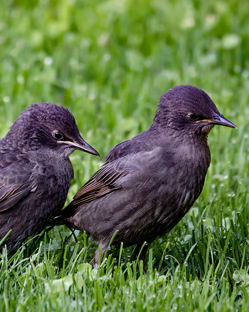 European Starling