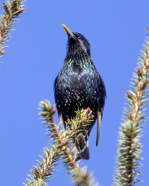 European Starling