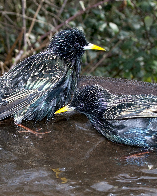 European Starling