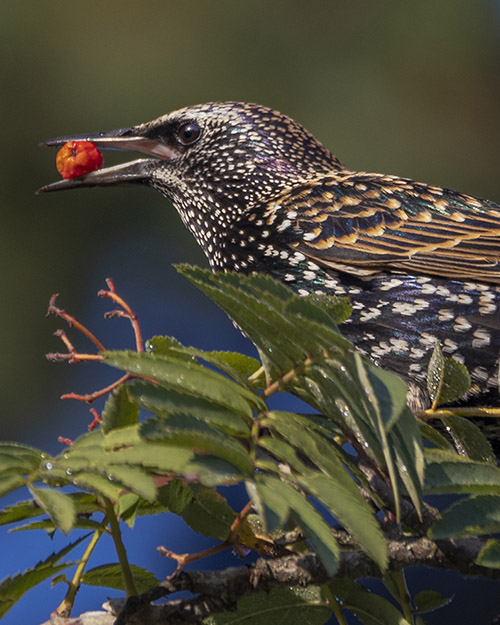 European Starling