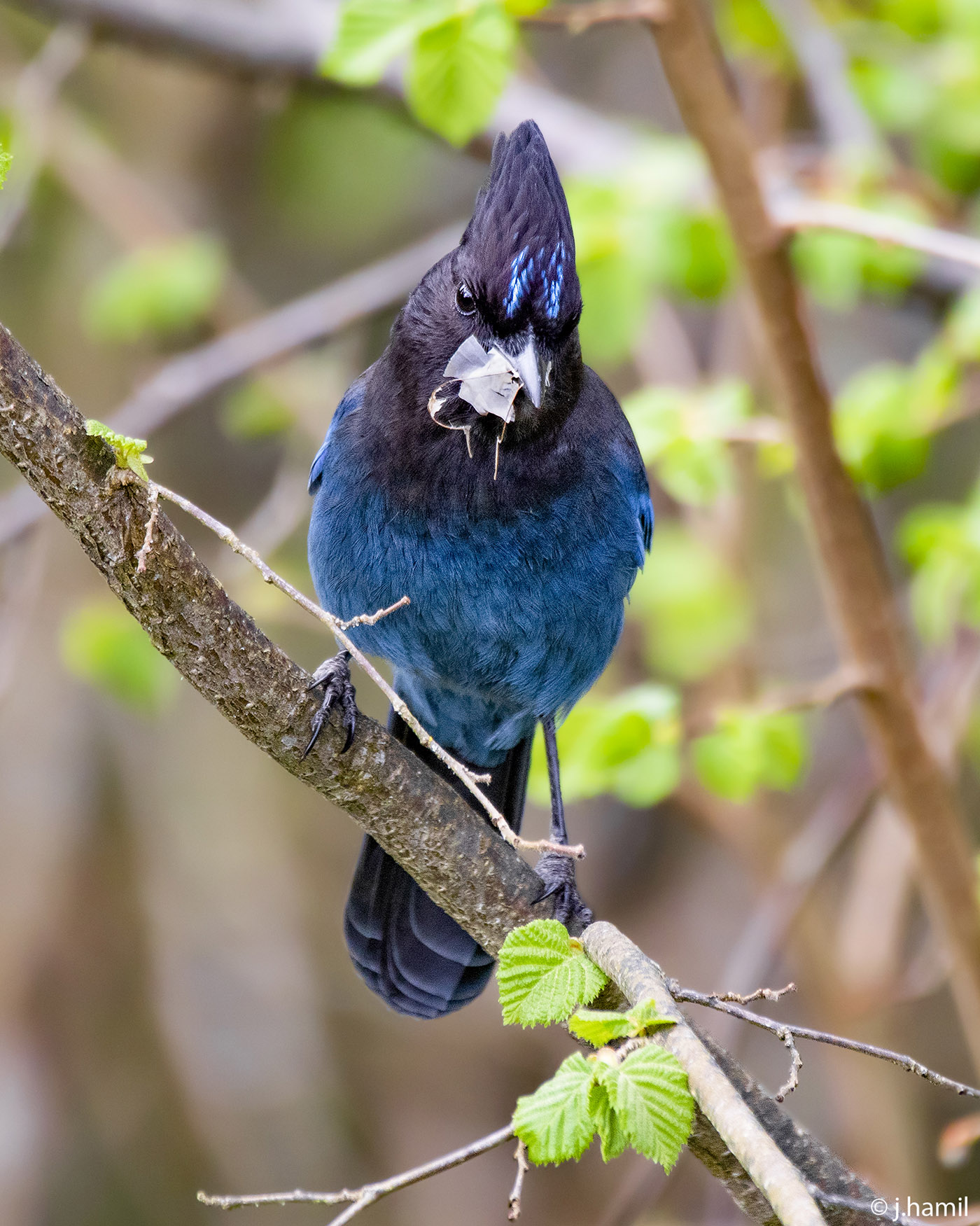 Steller's Jay