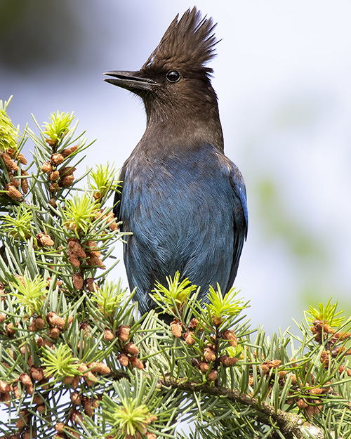 Steller's Jay