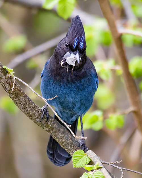 Steller's Jay