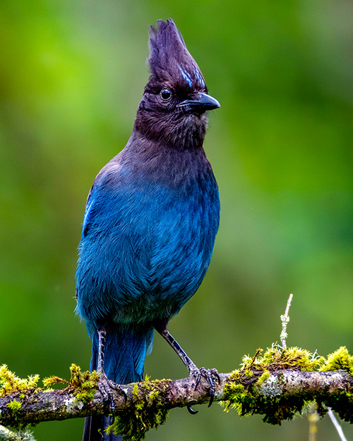 Steller's Jay