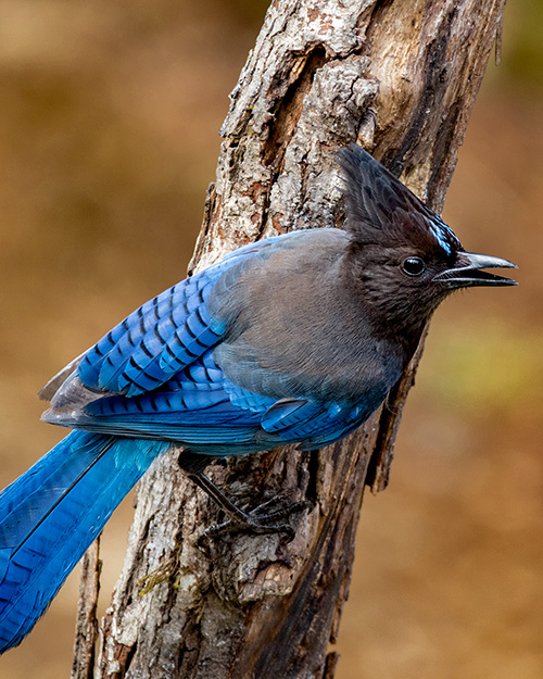 Steller's Jay