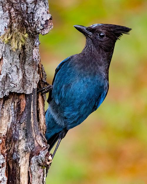 Steller's Jay