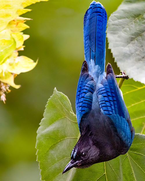 Steller's Jay