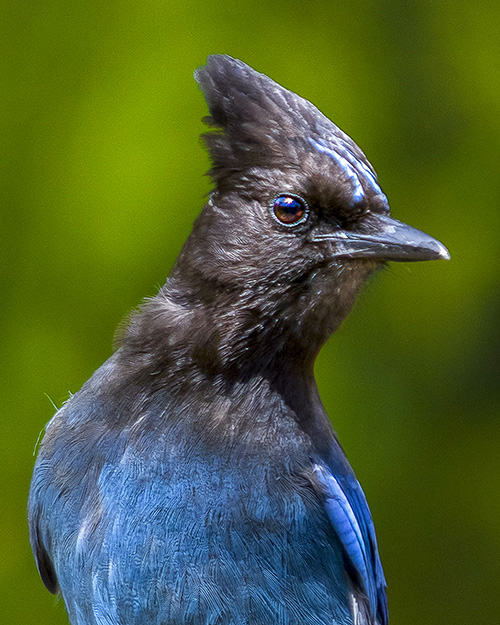 Steller's Jay