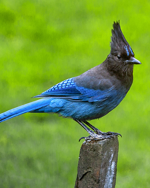 Steller's Jay