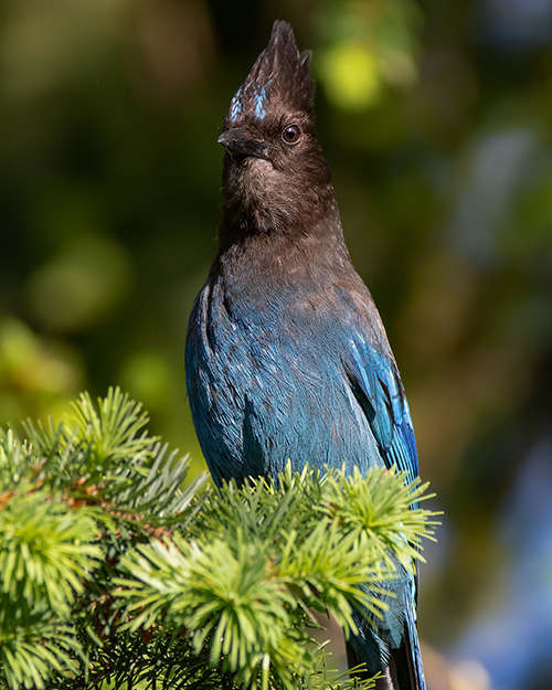 Steller's Jay