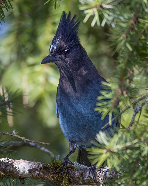 Steller's Jay