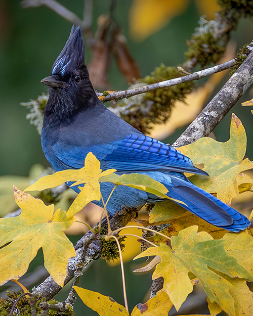 Steller's Jay
