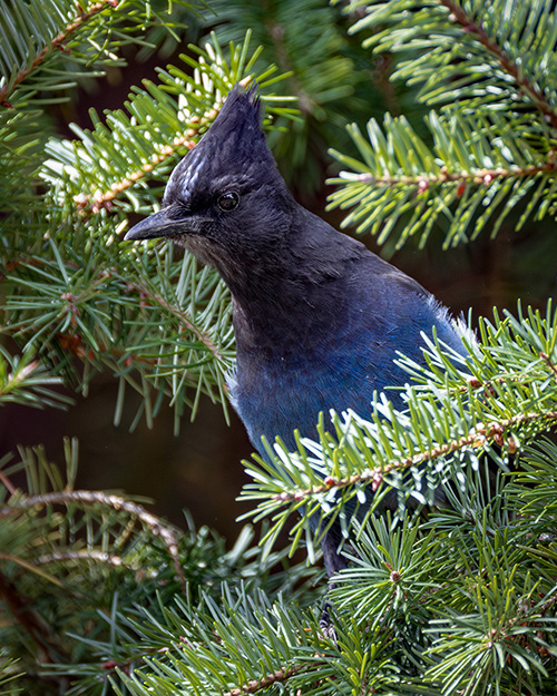 Steller's Jay