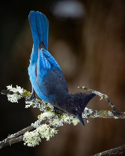 Steller's Jay