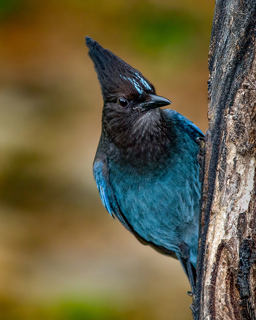 Steller's Jay