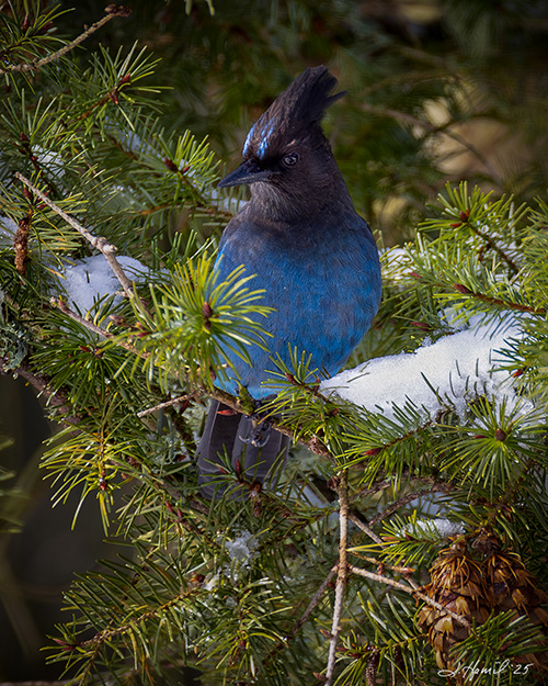Steller's Jay