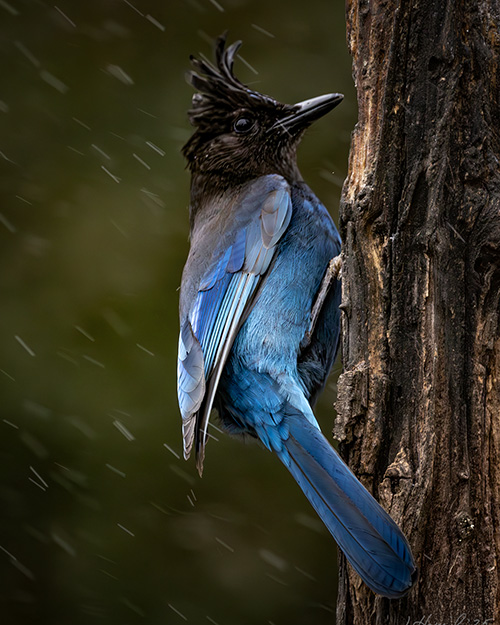 Steller's Jay