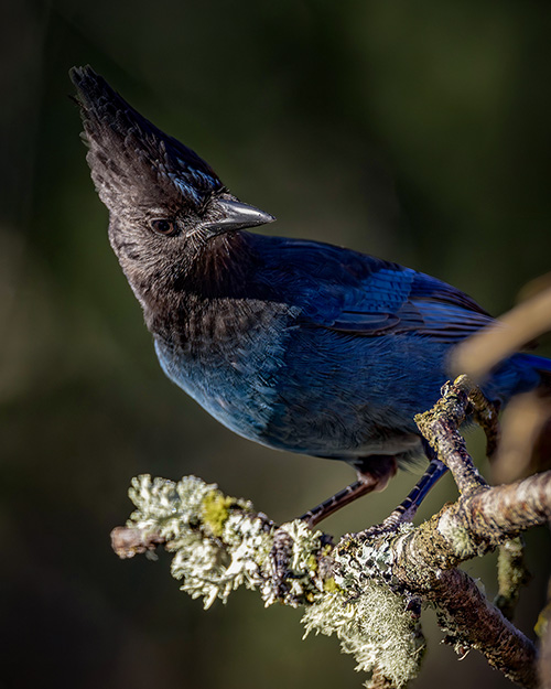 Steller's Jay