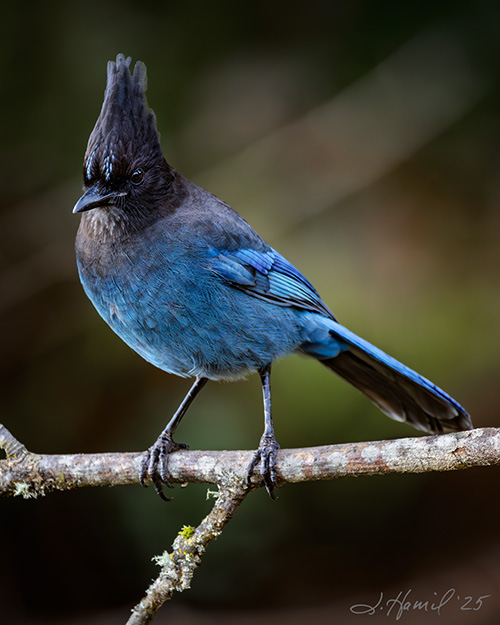 Steller's Jay
