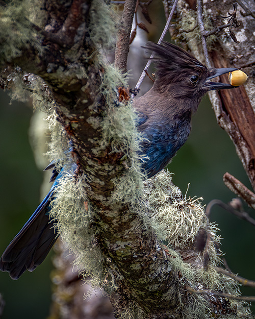 Steller's Jay