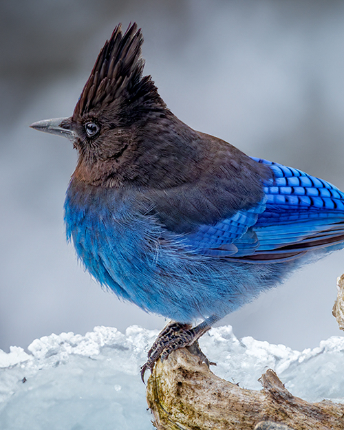 Steller's Jay