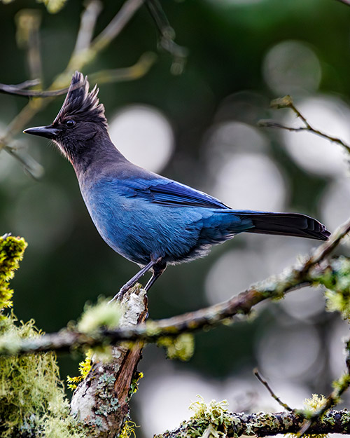 Steller's Jay