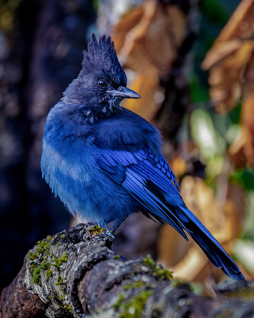 Steller's Jay