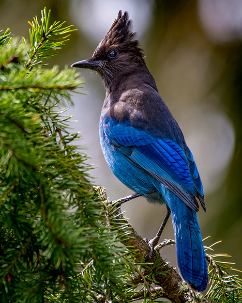 Steller's Jay