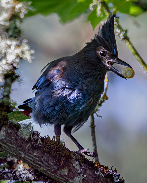 Steller's Jay