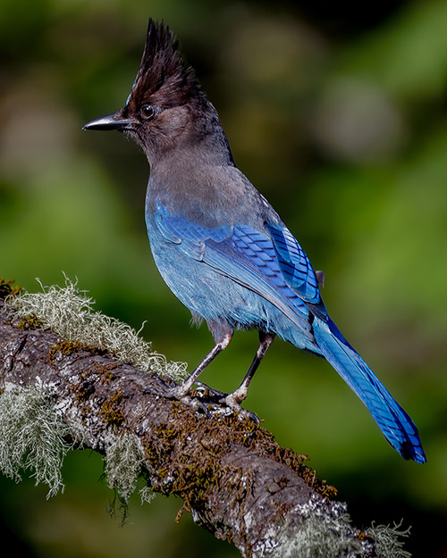 Steller's Jay