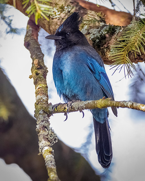 Steller's Jay