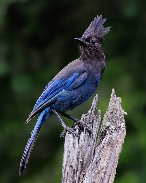 Steller's Jay