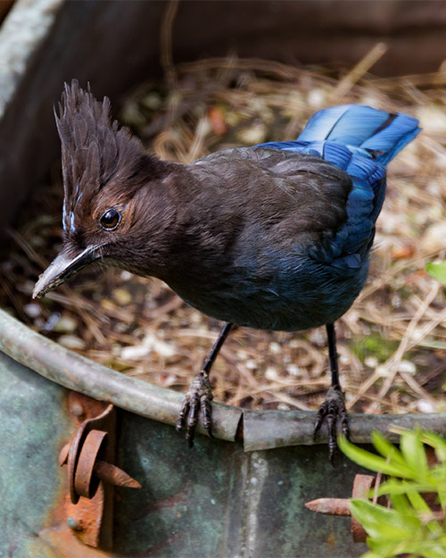 Steller's Jay