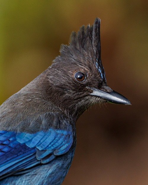 Steller's Jay