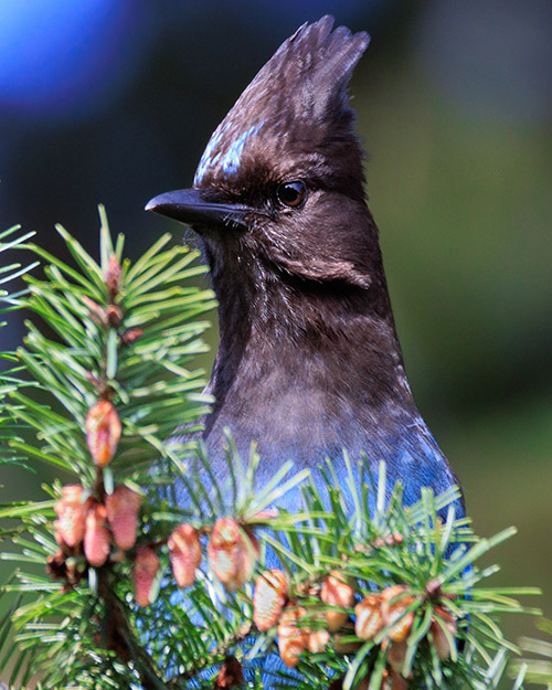 Steller's Jay