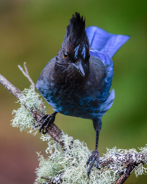 Steller's Jay