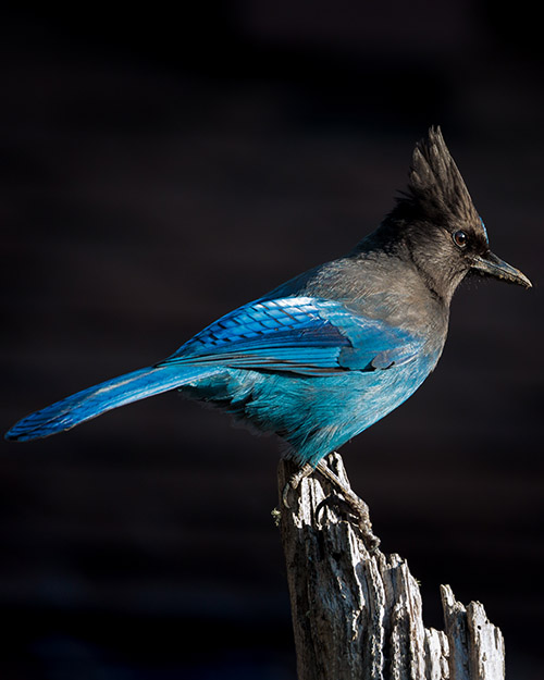 Steller's Jay