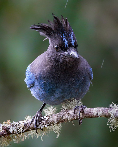 Steller's Jay