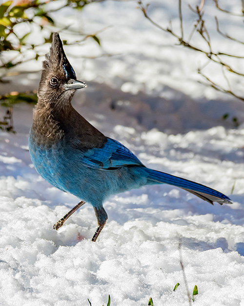 Steller's Jay