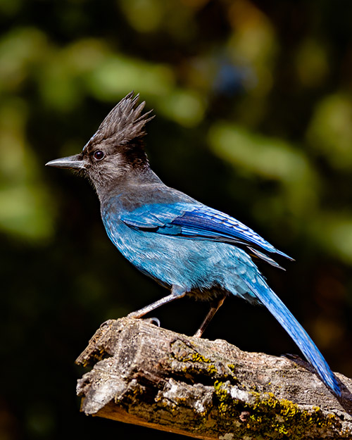 Steller's Jay