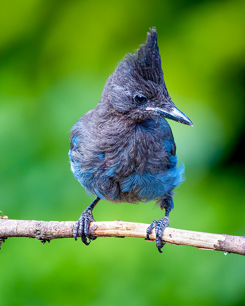 Steller's Jay