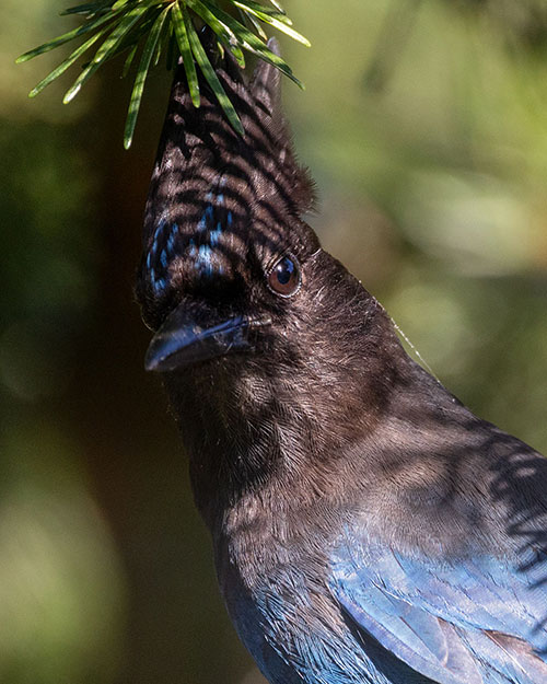 Steller's Jay