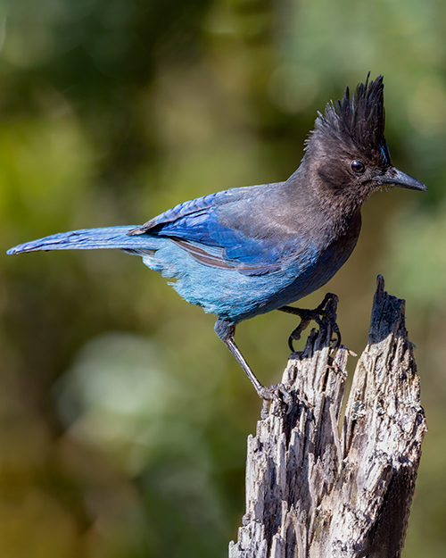 Steller's Jay