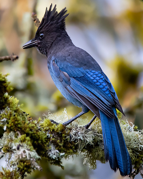 Steller's Jay