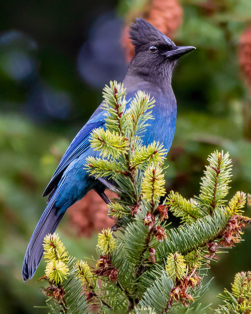 Steller's Jay