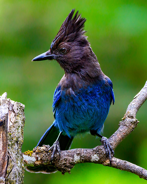 Steller's Jay